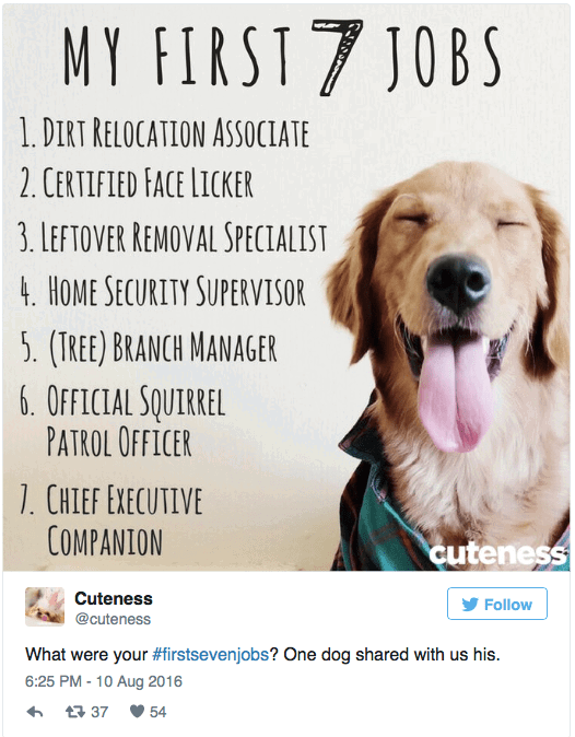 Cute dog #firstsevenjobs