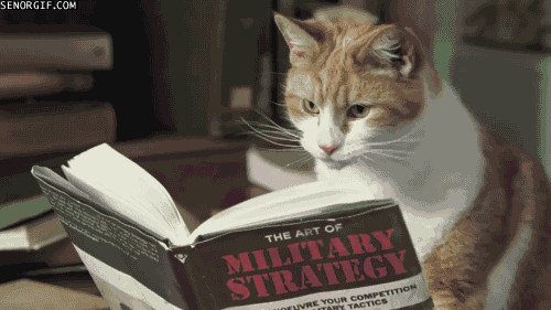 Reading cat