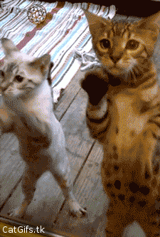 copycat
