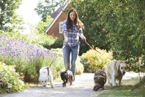 dogwalker