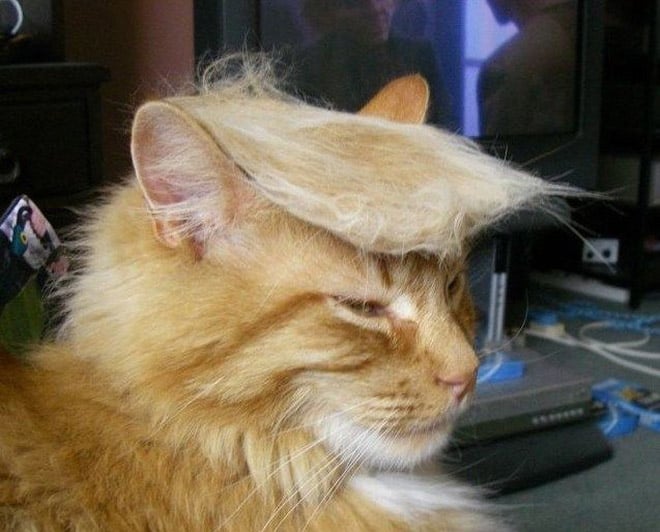 Trump cat