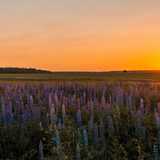 Familia G. avatar icon