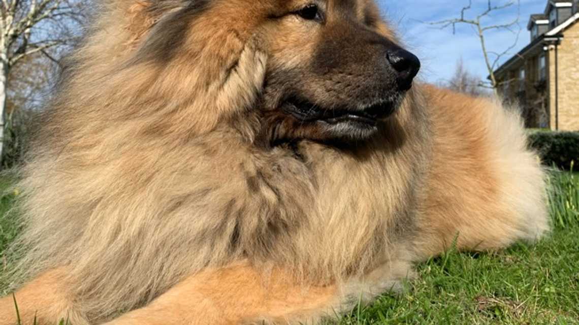 Johnny Doggie Waller cover image