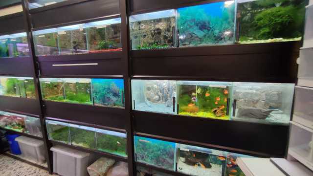 director veterinario