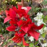 Silvia S. avatar icon