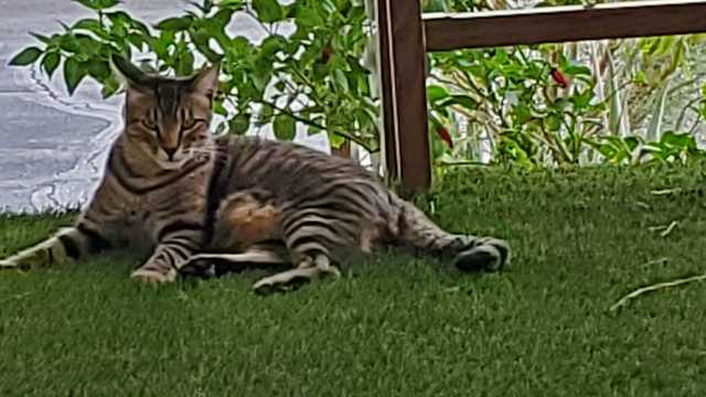 Real Estate Advertising Clerk