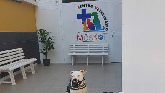 Peluquero/a canino y felino