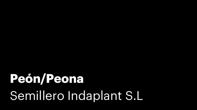 Peón/Peona