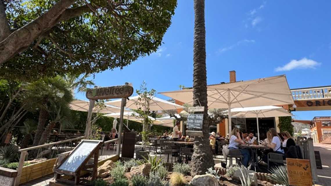 The Olive Tree cover image