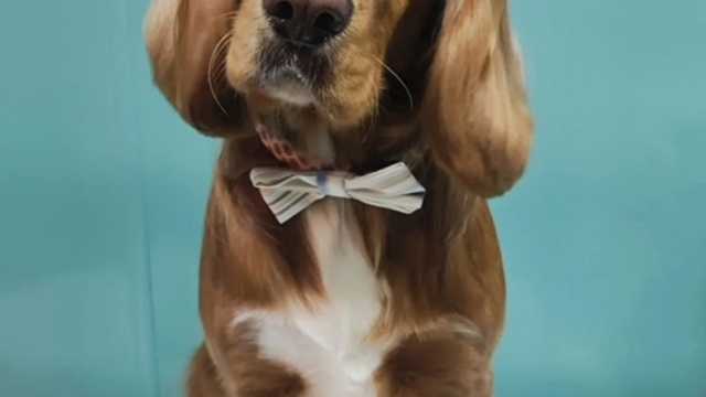 Experience dog grooming styles