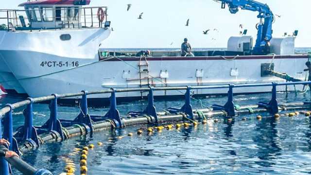 OBSERVADOR DE CONTROL_CAMPAÑA REMOLCADORES ATUN ROJO