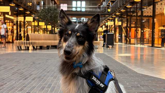 Dog / House Sitter