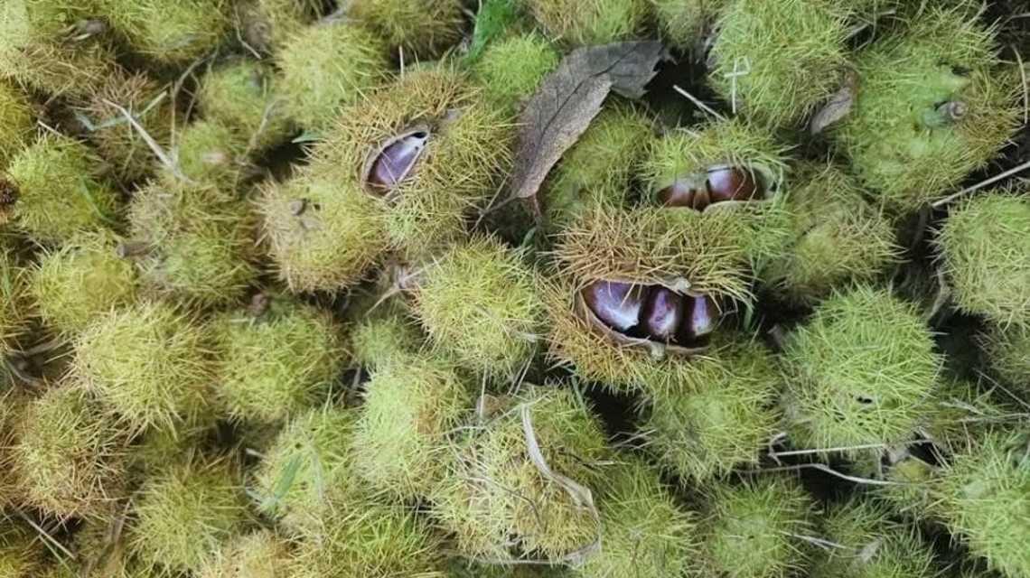 El Castañero cover image