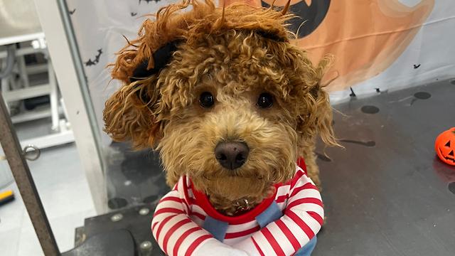 Peluquera canina