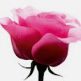Daiana G. avatar icon
