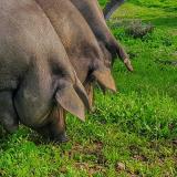 Restaurante S. avatar icon