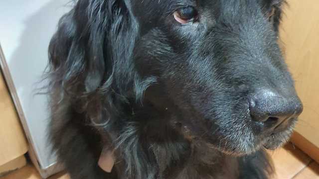 recepcionista y auxiliar administrativo