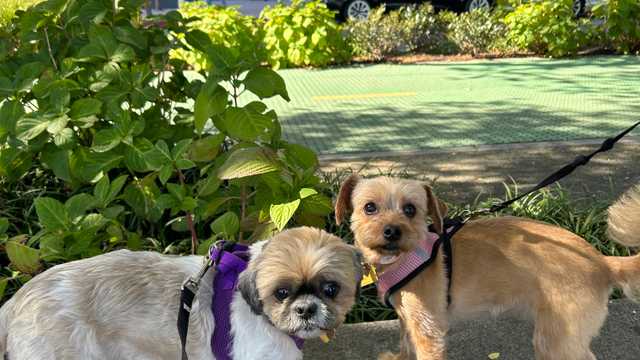 Doggie Daycare Attendant