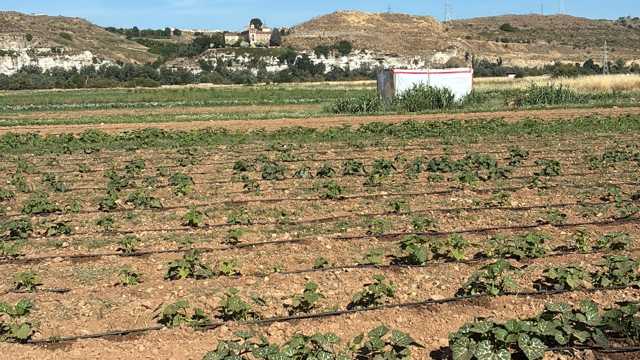 Horticultor/a en huerta ecológica
