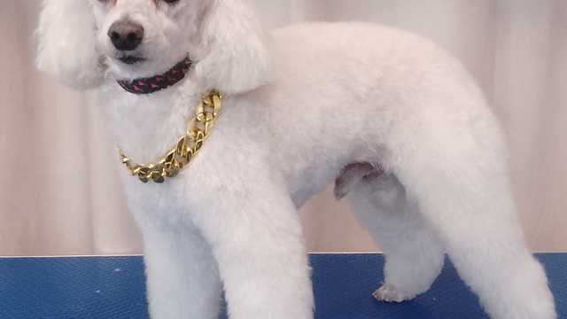 Peluquero/a