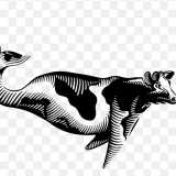 Fin and Bone logo