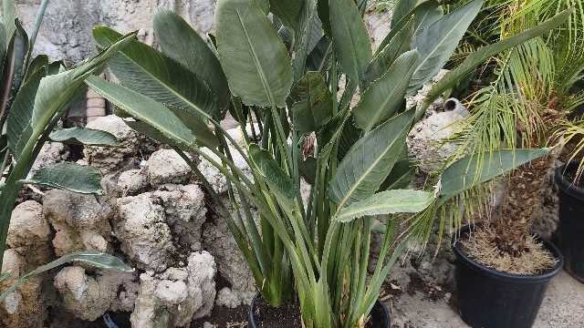 Jardinero
