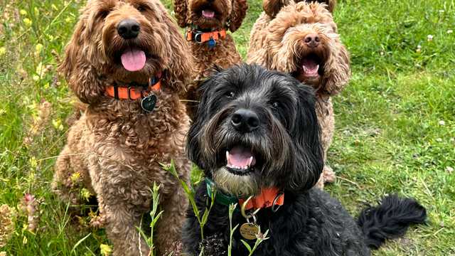 Adventure Dog Walker and Driver -- Dulwich