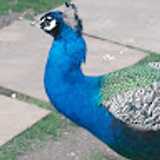 middle C. avatar icon