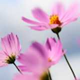 Esencia V. avatar icon