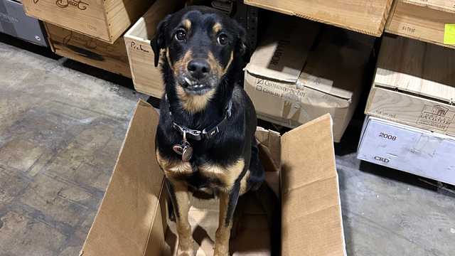Delivery Driver