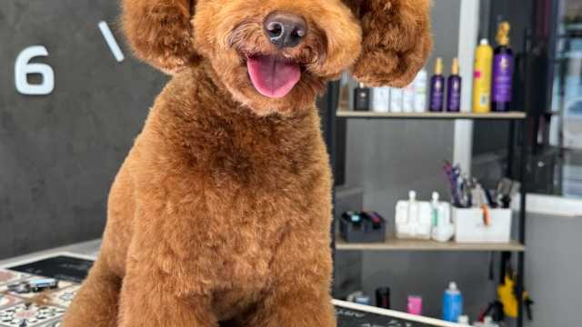 Peluquera/o canina