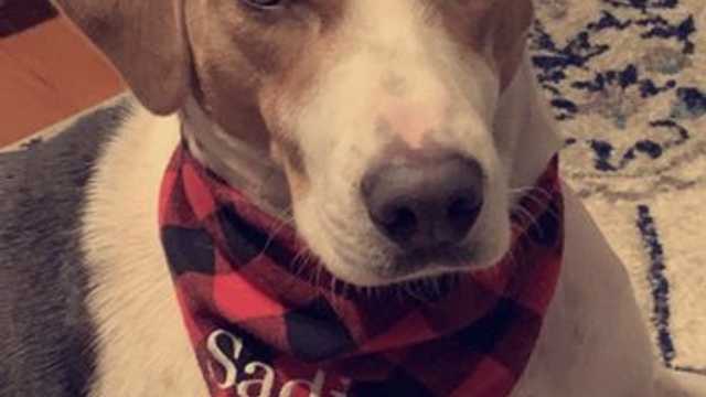 Independent Pet Groomer