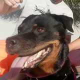 Pitu S. avatar icon