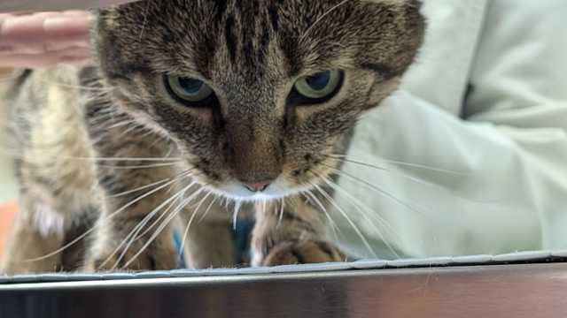 Veterinary Assistant