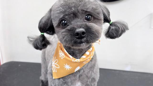 Dog Groomer