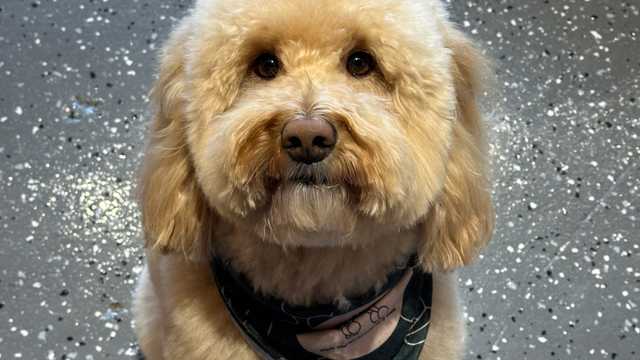 Dog Daycare Associate