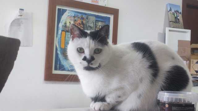 Veterinario/a