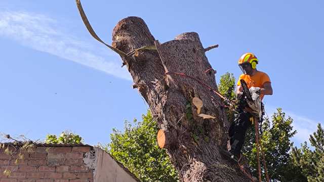 Trepador de arboles.