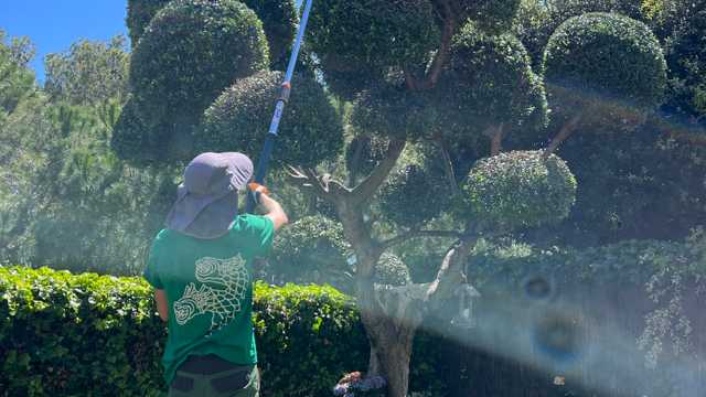 Ayudante/a de Jardinería