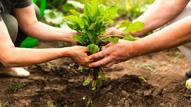 Educador/a ambiental