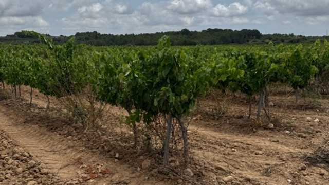 Peon agricola