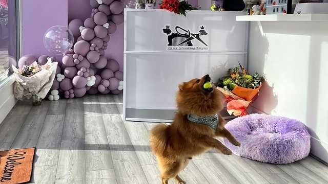 Dog Groomer