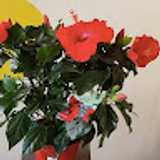 Javier C. avatar icon