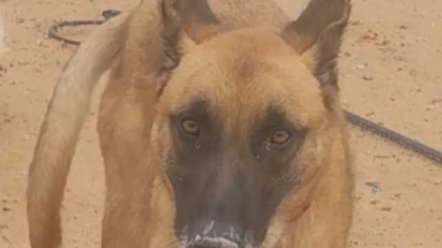 Educador canino