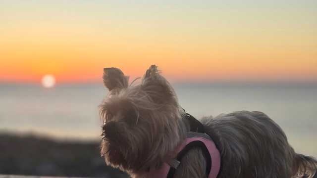 Camarero/a de Sala/Terraza