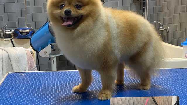 Peluquero de mascotas