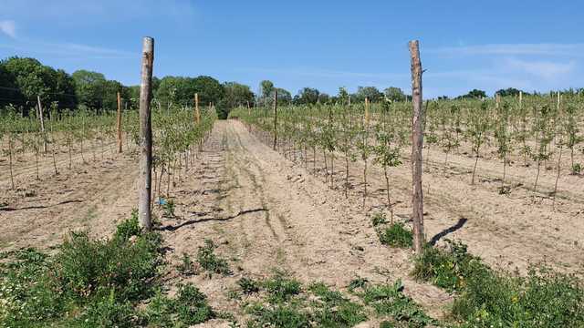 Weekend market trader/driver