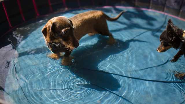 Cuidador de perros y atención al público
