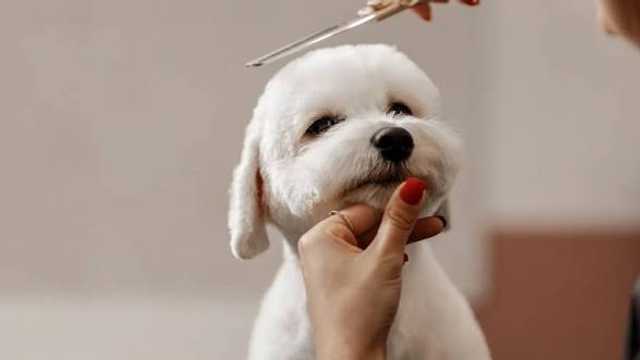 Dog Groomer