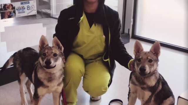 Ayudante Técnico Veterinario